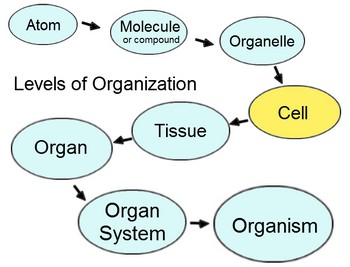 Cells Tissues And Organs