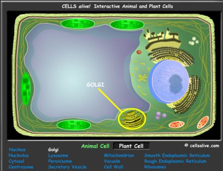 Cellsalive.com Animal Cell