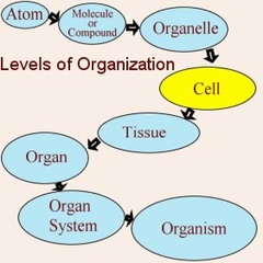 Chapter 3 Cells And Tissues Quizlet