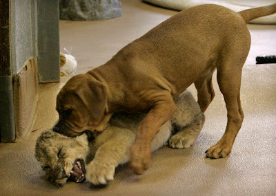 Cute Lion Cubs Playing