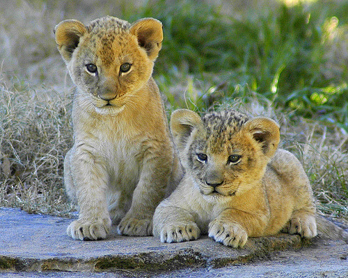 Cute Lion Cubs Playing