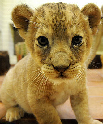 Cute Lion Cubs Playing