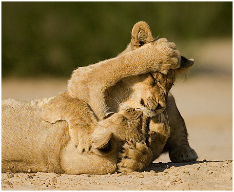 Cute Lion Cubs Playing