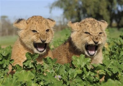 Cute Lion Cubs Playing