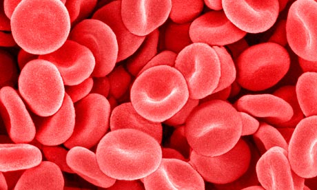 Definition Of Red Blood Cells For Kids