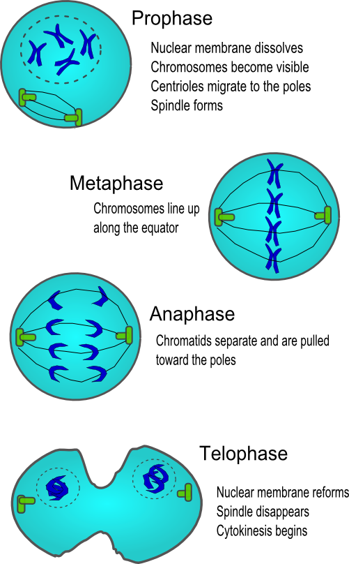 Describe The Process Of Cell Division In Plants And Animals