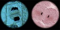 Describe The Process Of Cell Division In Plants And Animals