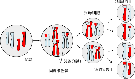 Describe The Process Of Cell Division In Plants And Animals