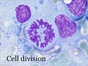 Describe The Process Of Cell Division In Plants And Animals