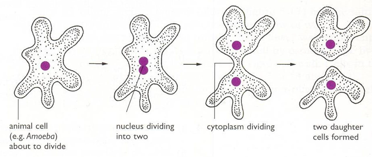 Describe The Process Of Cell Division In Plants And Animals