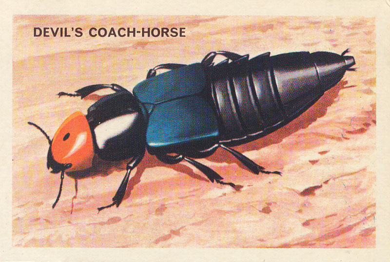Devils Coach Horse Beetle Facts