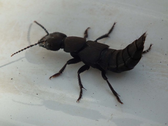 Devils Coach Horse Beetle In The Home