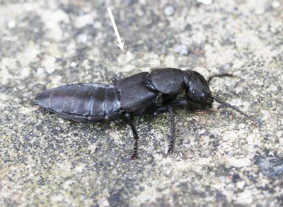 Devils Coach Horse Beetle In The Home