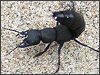 Devils Coach Horse Beetle Infestation