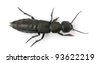 Devils Coach Horse Beetle Life Cycle