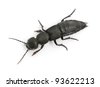 Devils Coach Horse Beetle Life Cycle