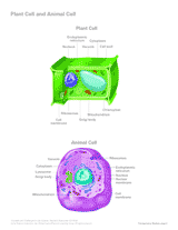 Diagram Of Plant And Animal Cells For Kids