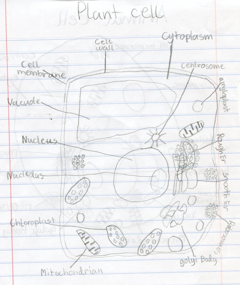 Diagram Of Plant And Animal Cells For Kids