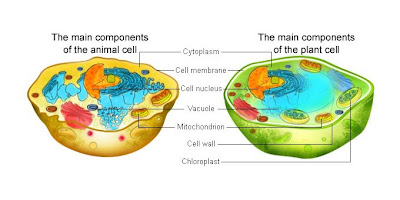 Difference Between Animal And Plant Cells Organelles