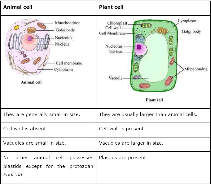 Difference Between Animal And Plant Cells Organelles