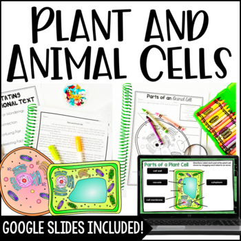Difference Between Plant And Animal Cells Diagram