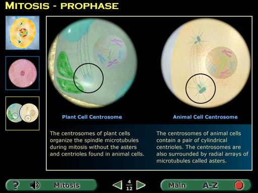 Difference Between Plant And Animal Cells Video