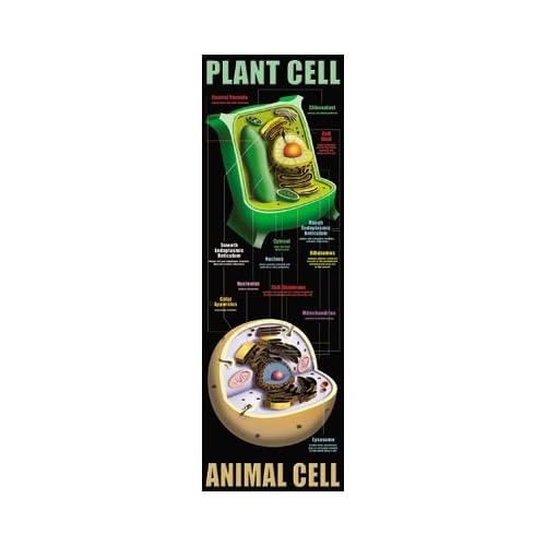 Difference Between Plant And Animal Cells Video