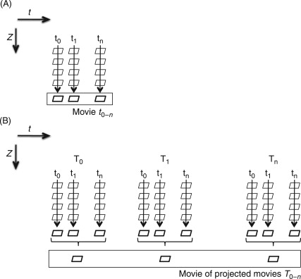 Differentiated Plant Cells And Tissues Include