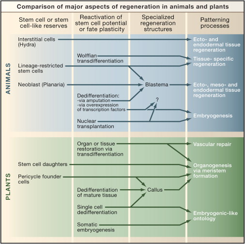 Differentiated Plant Cells And Tissues Include