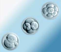 Embryo Cells Dividing