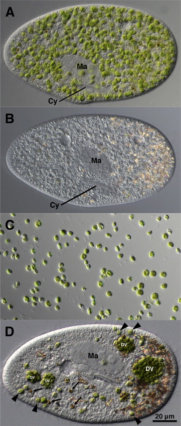 Encloses The Cells Of Plants Algae
