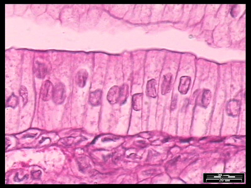 Epithelial Cells Images