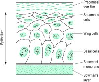 Epithelial Cells Images