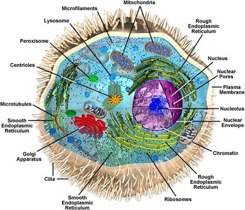 Eukaryotic Cells Organelles And Functions