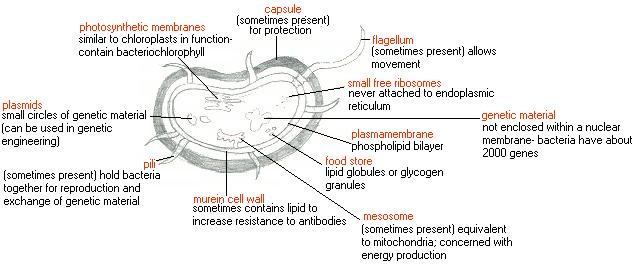 Eukaryotic Cells Organelles And Their Functions