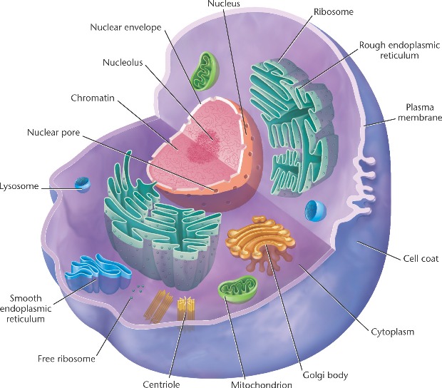 Facts About Plant And Animal Cells For Kids
