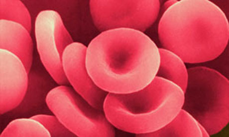 Facts About Red Blood Cells For Kids