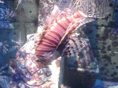 Feeding Lionfish Aquarium