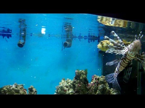 Feeding Lionfish Aquarium