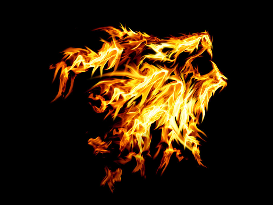 Fire Lion Wallpaper Hd