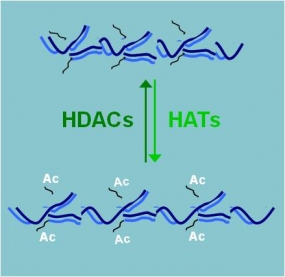 How Are Cancer Cells And Normal Cells Different