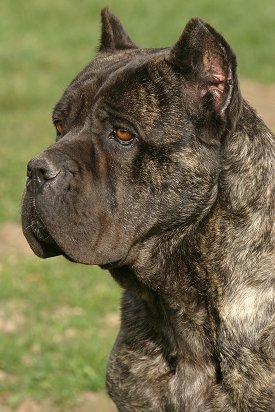How Much Are Cane Corso Dogs