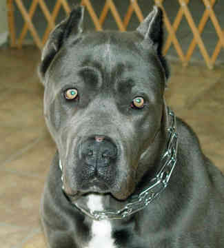 How Much Are Cane Corso Dogs