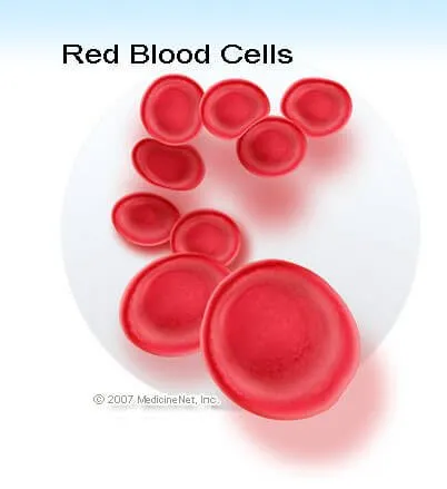 Human Blood Cells Diagram