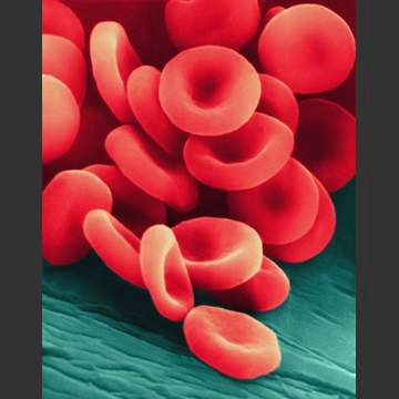 Human Blood Cells Diagram