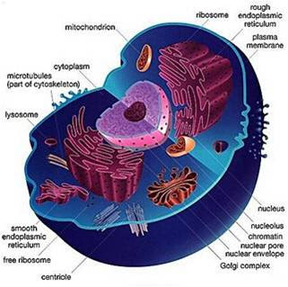 Human Cells Diagram