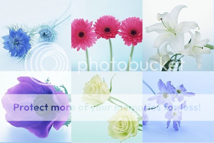 Images Of Flowers For Desktop