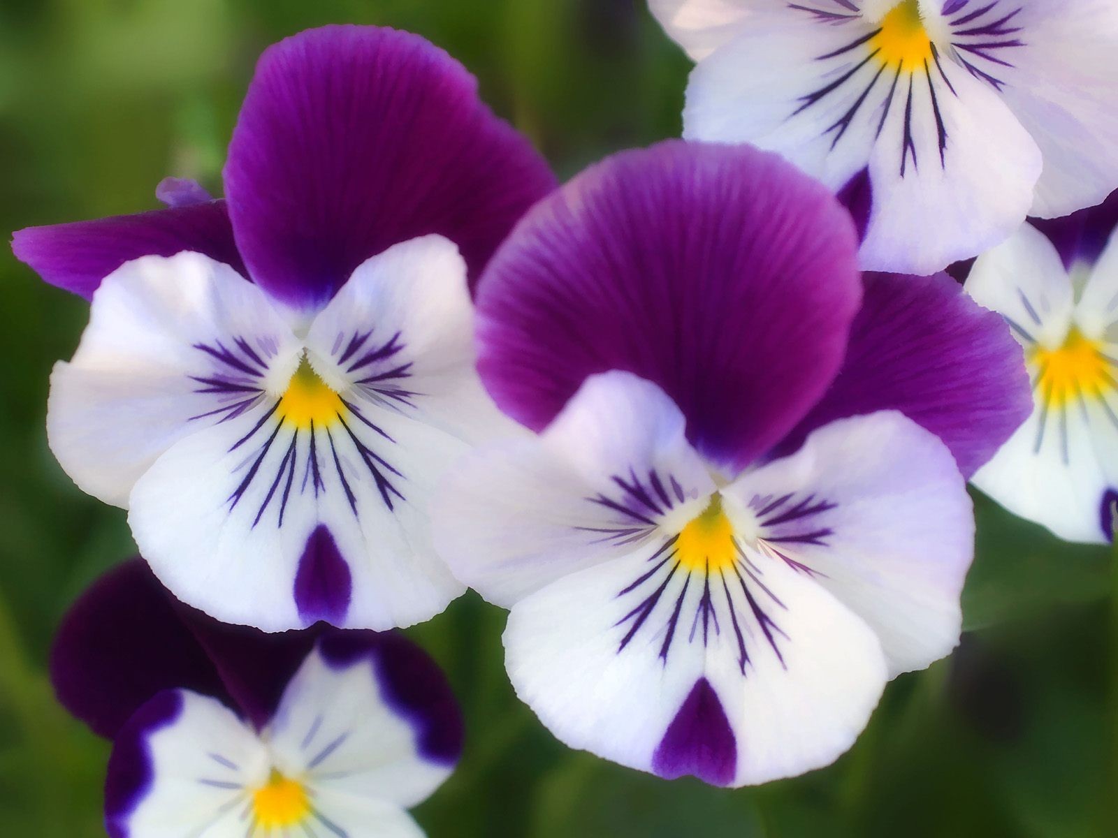 Images Of Flowers For Desktop