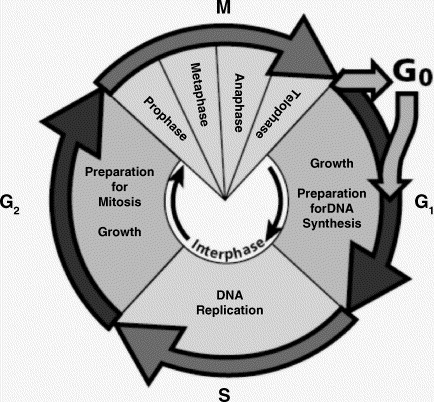 In Eukaryotic Cells Organelles Are Suspended Within The