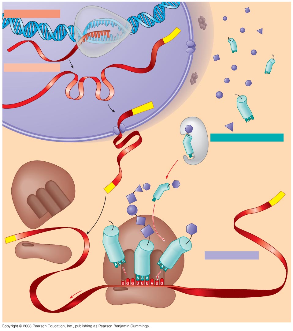 In Eukaryotic Cells Organelles Are Suspended Within The